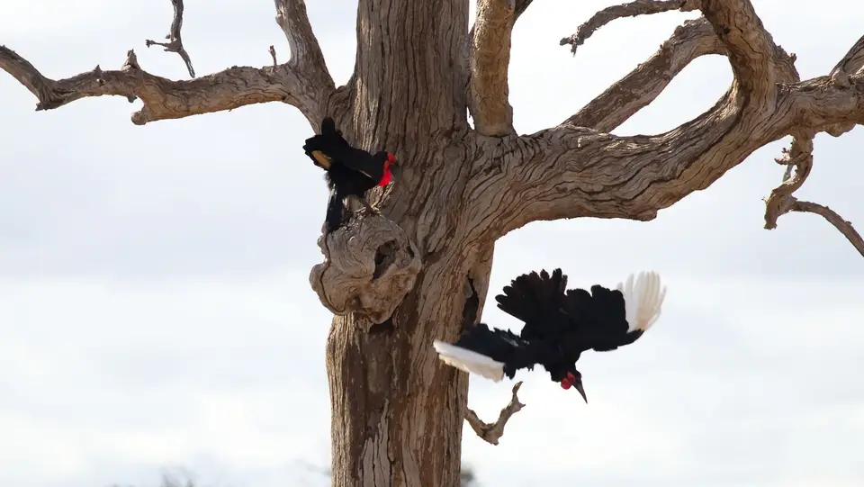 IMG_0524125.2SouthernGroundHornbill.jpg