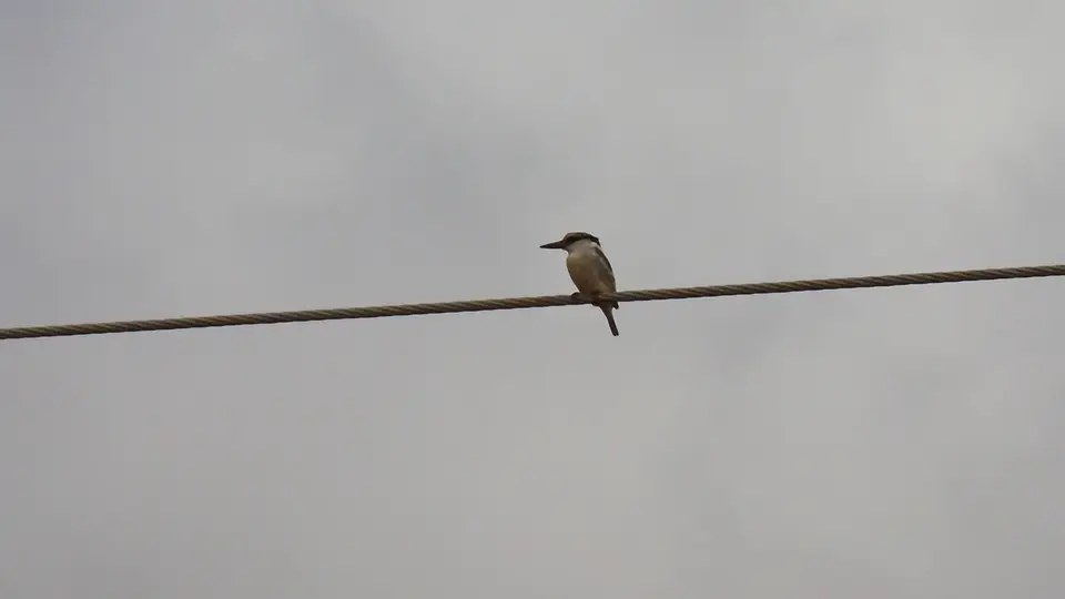 IMG_0569111.2StripedKingfisher.jpg