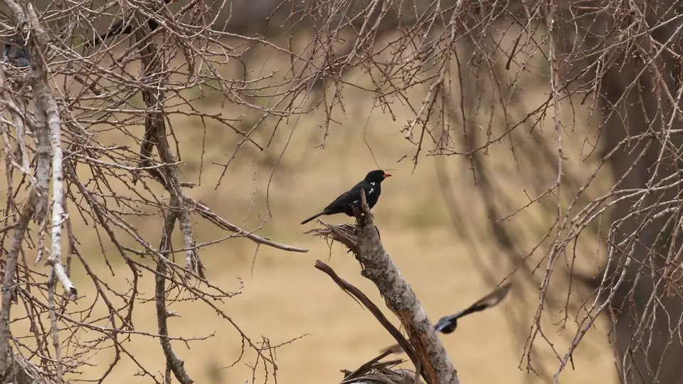 IMG_0611257.4Red-billedBuffalo-Weaver.jpg