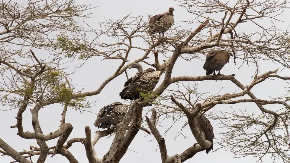 IMG_0625027.2Rüppell'sVulture.jpg