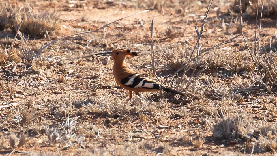 IMG_0672120.4AfricanHoopoe.jpg