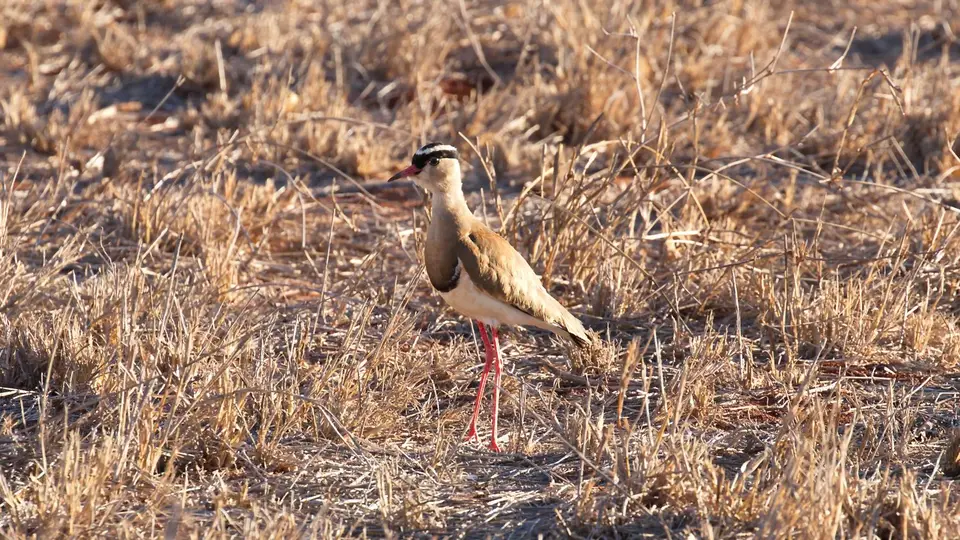 IMG_0708v064.1CrownedLapwing.jpg