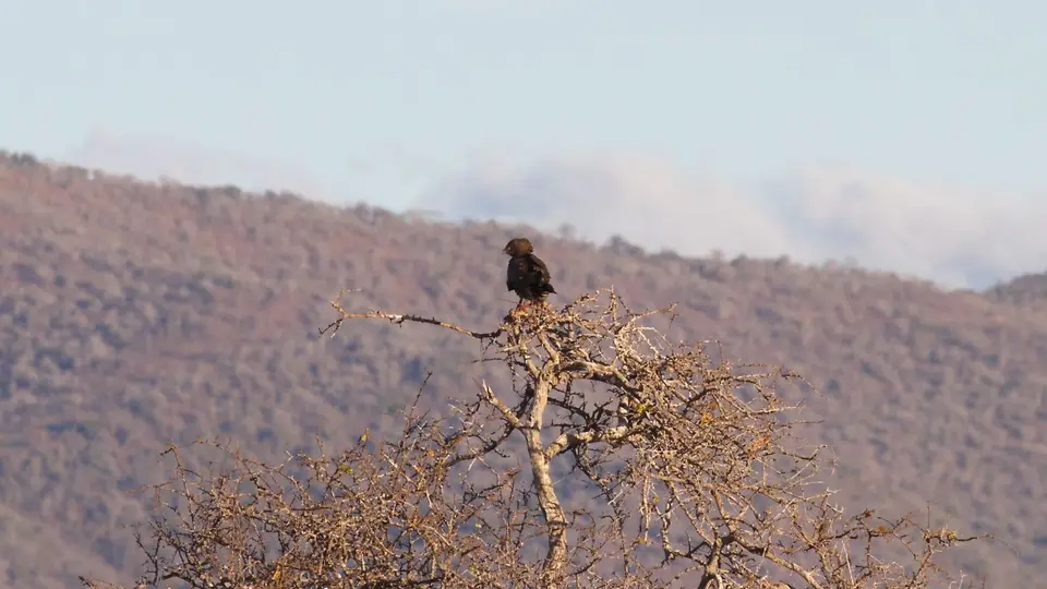 IMG_0721028.4BrownSnakeEagle.jpg