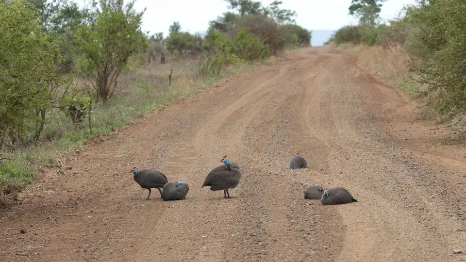 IMG_0750168.4HelmetedGuineafowl.jpg