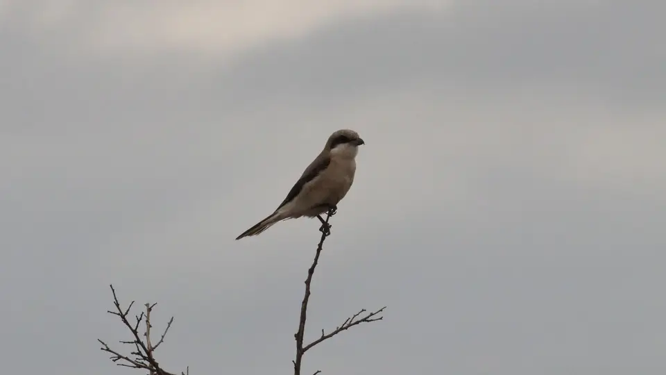 IMG_0759390.3SouthernWhite-crownedShrike.jpg