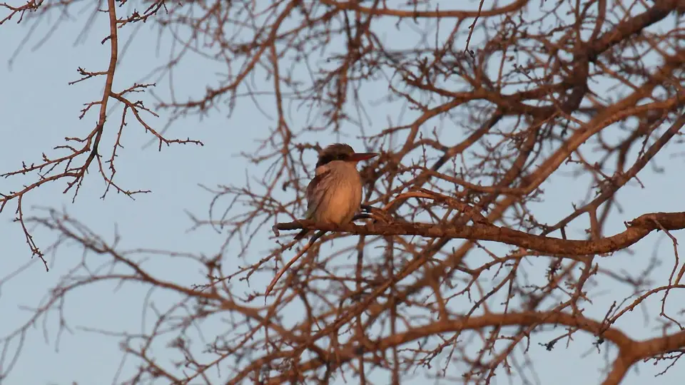 IMG_0766111.2StripedKingfisher.jpg