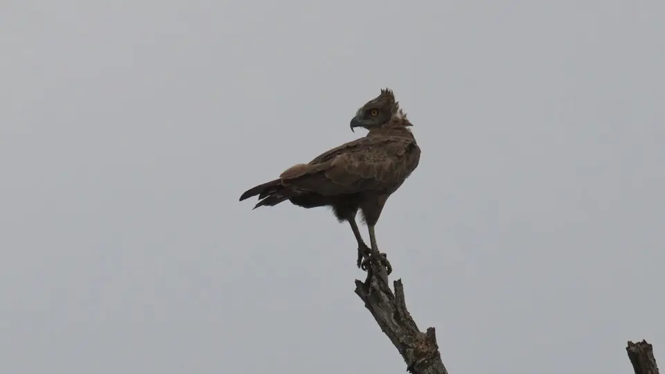 IMG_0827180.3BrownSnakeEagle.jpg