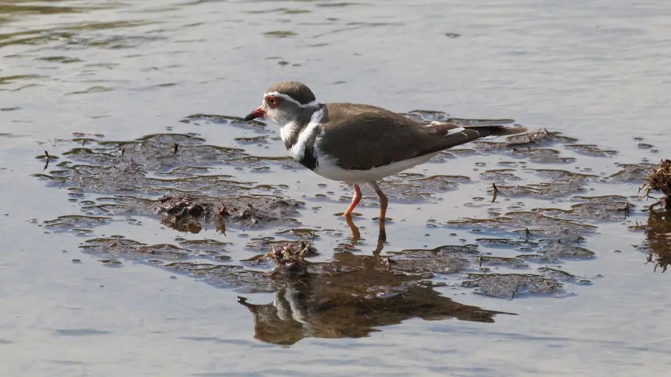 IMG_0888126.5Three-bandedPlover.jpg