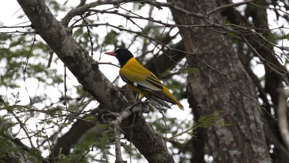 IMG_0944322.3Black-headedOriole.jpg