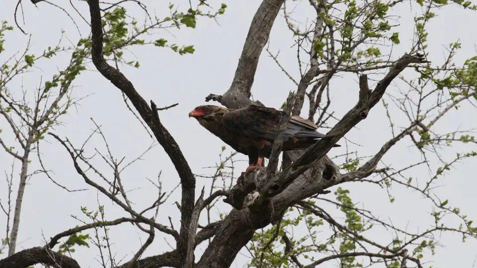 IMG_0977180.1Bateleur.jpg