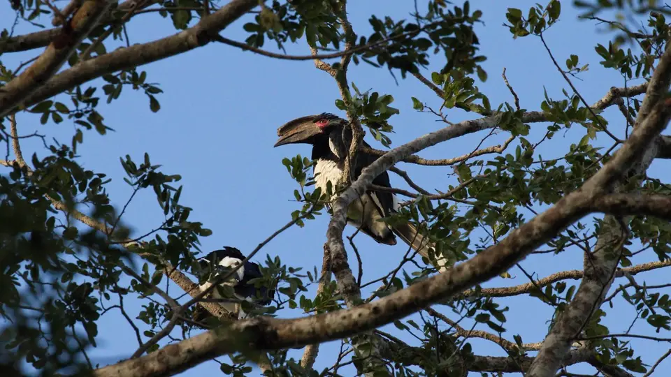 IMG_10013124.1TrumpeterHornbill.jpg