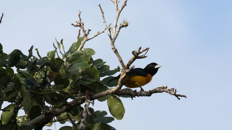 IMG_10029264.1Dark-backedWeaver.jpg