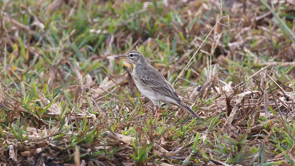 IMG_10078152.1AfricanPipit.jpg