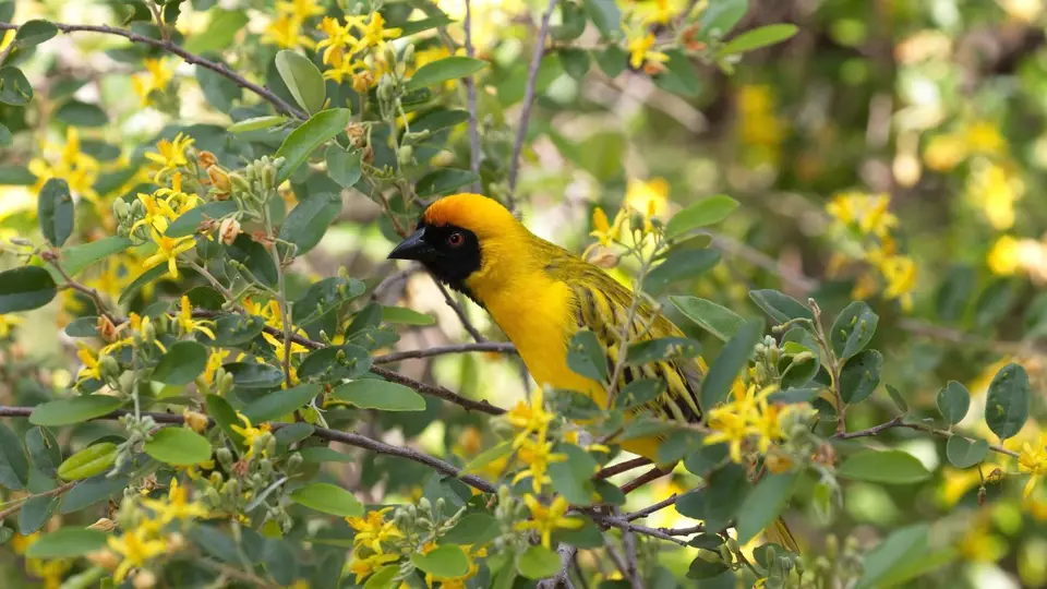 IMG_102452.1SouthernMaskedWeaver.jpg