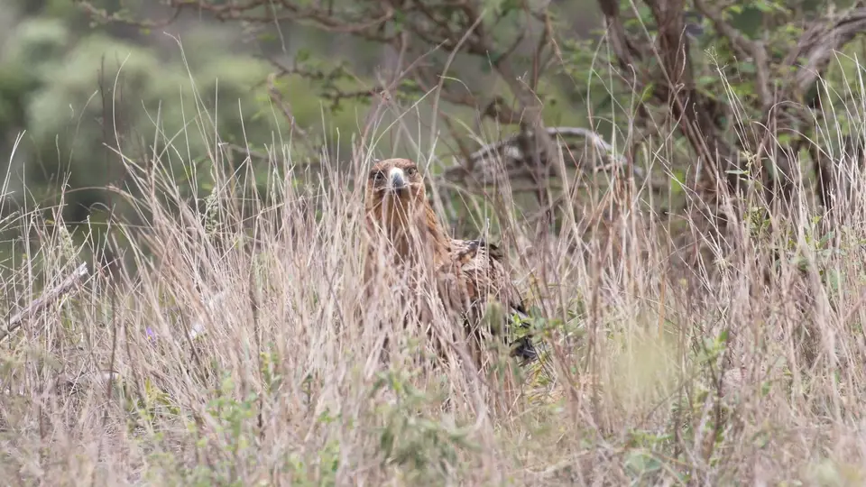 IMG_1235184.3TawnyEagle.jpg