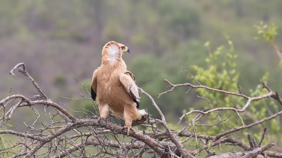 IMG_1273184.3TawnyEagle.jpg