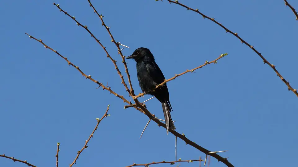 IMG_1307244.1Fork-tailedDrongo.jpg