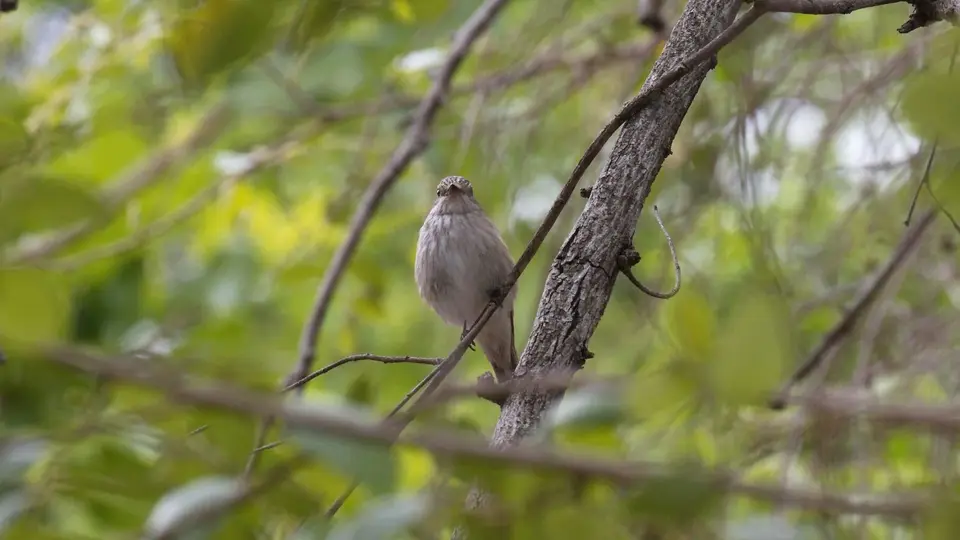 IMG_1314382.1SpottedFlycatcher.jpg