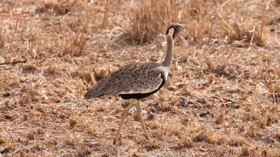 IMG_1342058.2Black-belliedBustard.jpg