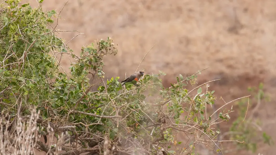 IMG_1368088.3AfricanOrange-belliedParrot.jpg