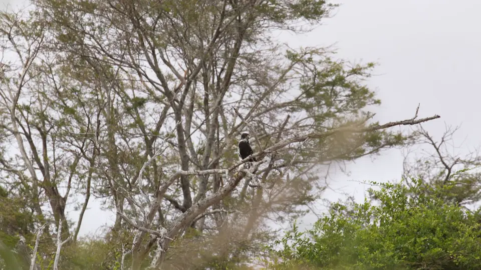 IMG_1374038.1AfricanHawkEagle.jpg