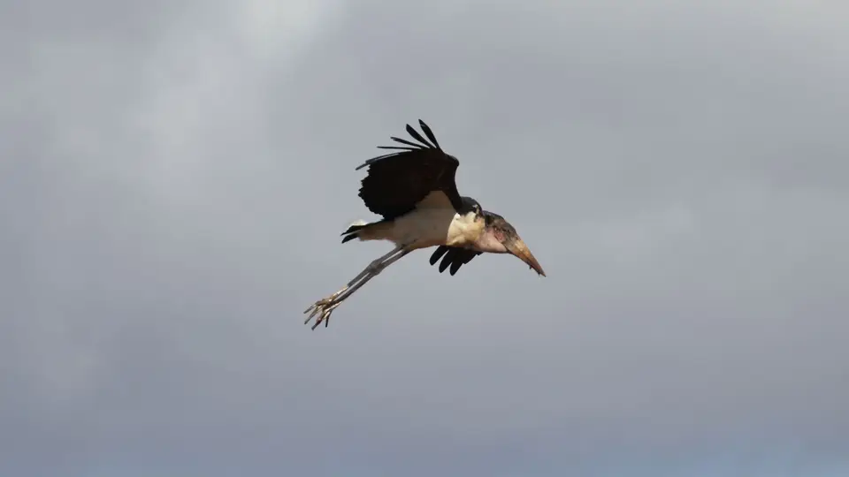 IMG_1574015.2MarabuStork.jpg