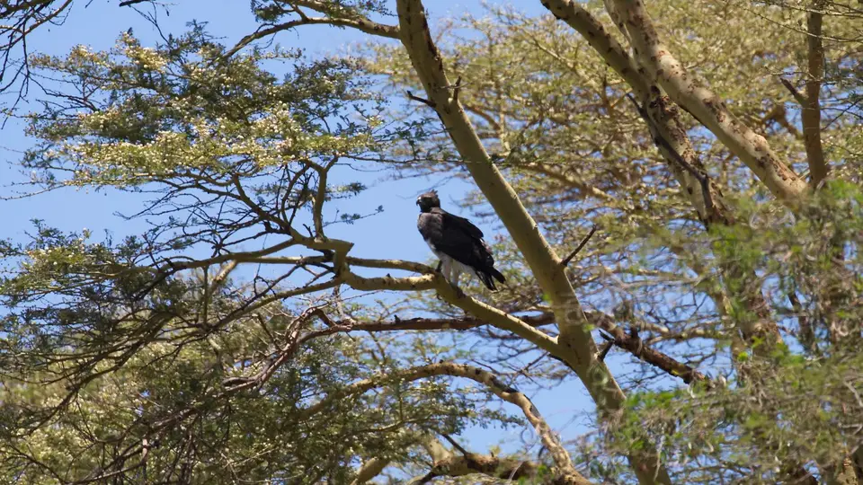 IMG_1628040.2MartialEagle.jpg