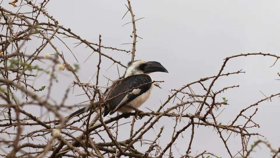 IMG_1692121.3vonderDecken'sHornbill.jpg