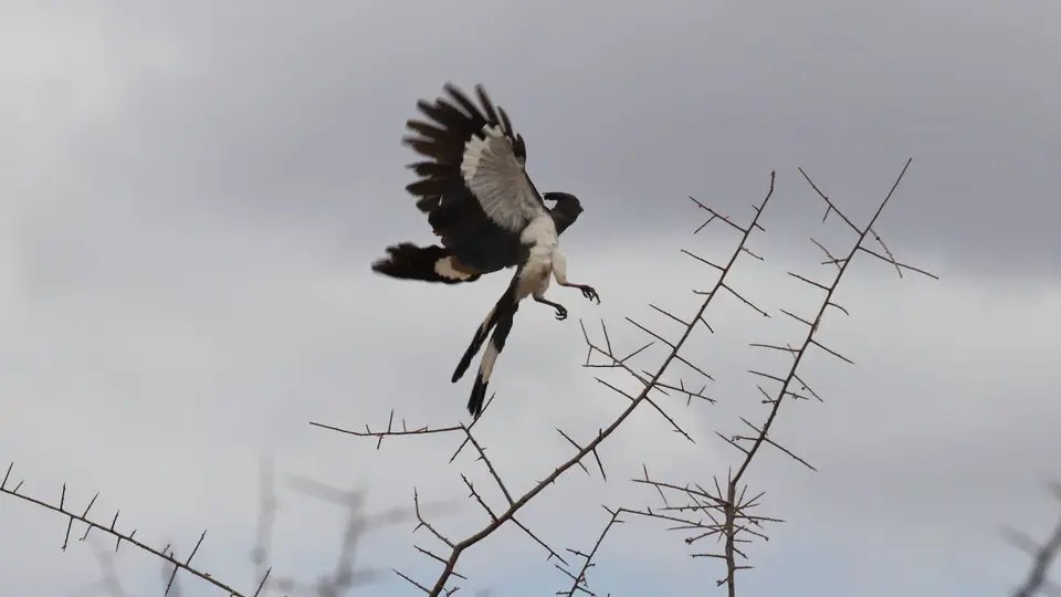 IMG_1696093.1White-belliedGoawayBird.jpg