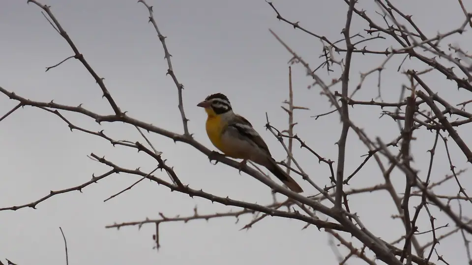 IMG_1707289.1Golden-breastedBunting.jpg