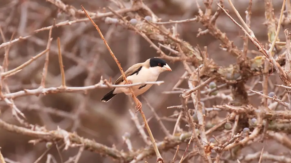 IMG_1713257.2Black-cappedSociableWeaver.jpg