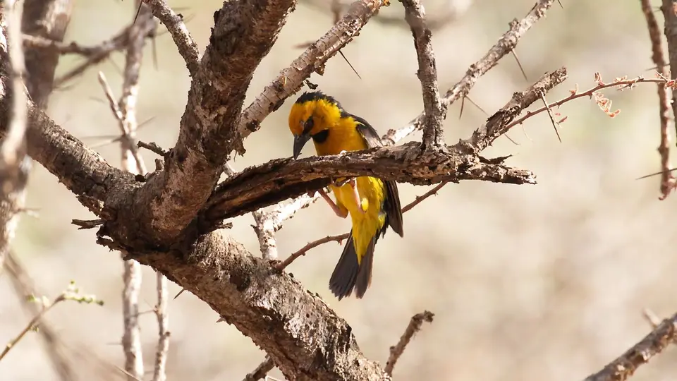 IMG_1724259.2Black-neckedWeaver.jpg