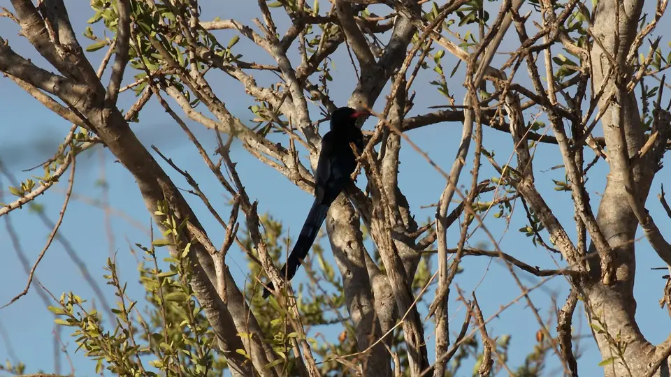 IMG_1911119.1Greenwoodhoopoe.jpg