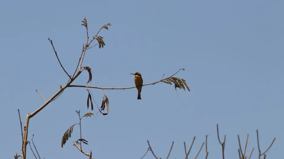 IMG_1921114.2Cinnamon-chestedBee-Eater.jpg
