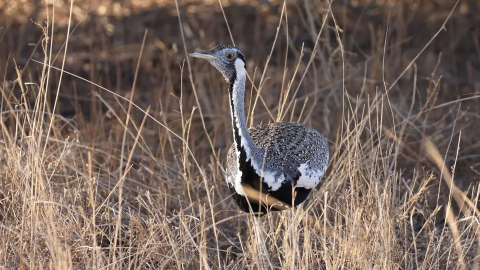 IMG_1976058.4Hartlaub'sBustard.jpg