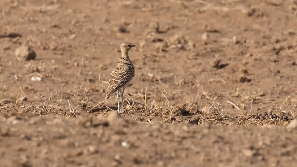 IMG_2042061.4Double-bandedCourser.jpg