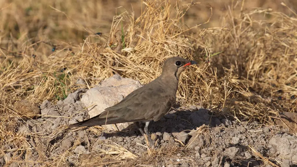 IMG_2066062.1CollaredPratincole.jpg