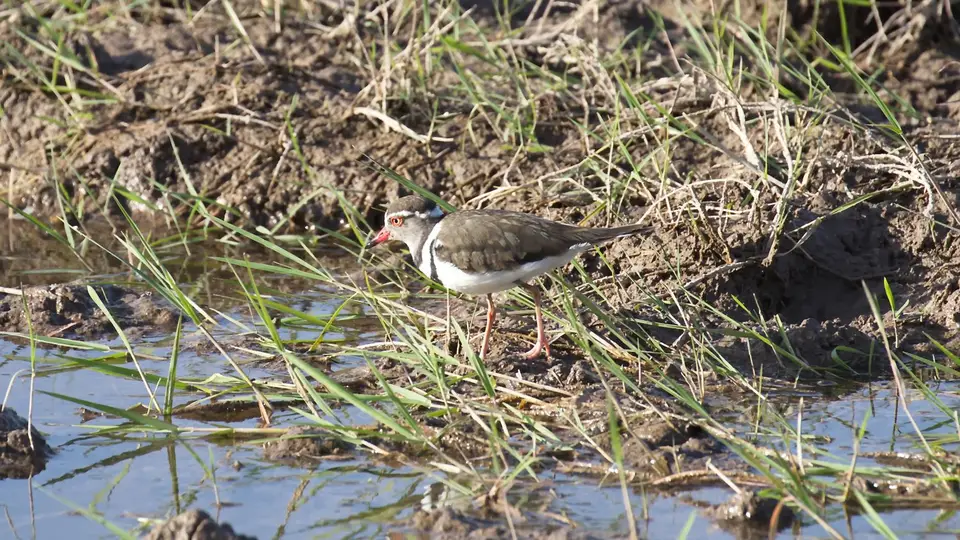 IMG_2092065.4Three-bandedPlover.jpg