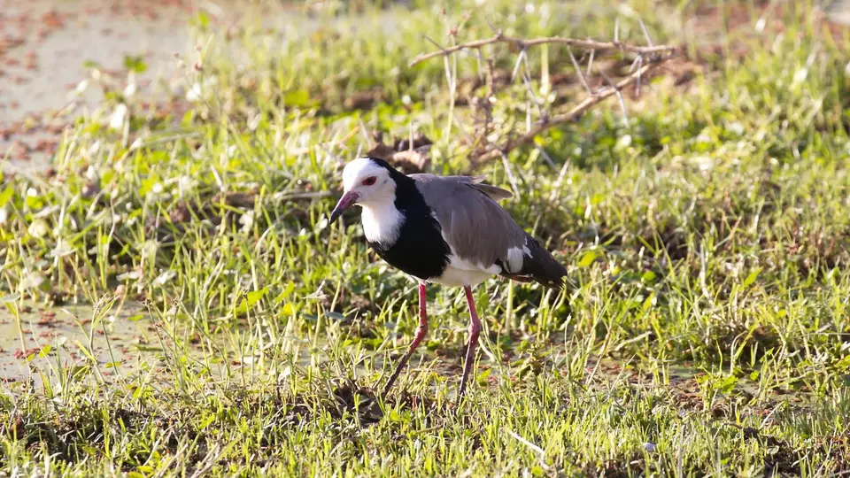 IMG_2120063.3Long-toedLapwing.jpg