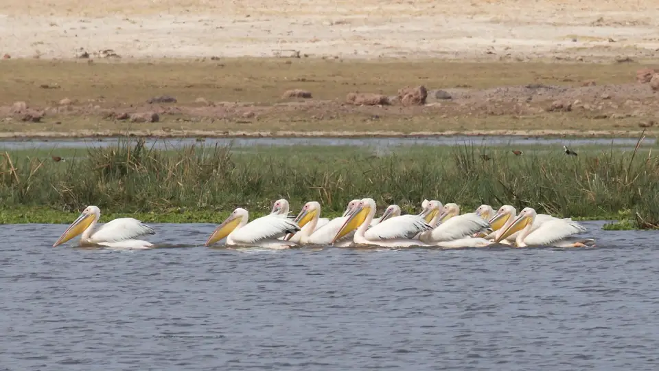 IMG_2505007.1GreatWhitePelican.jpg