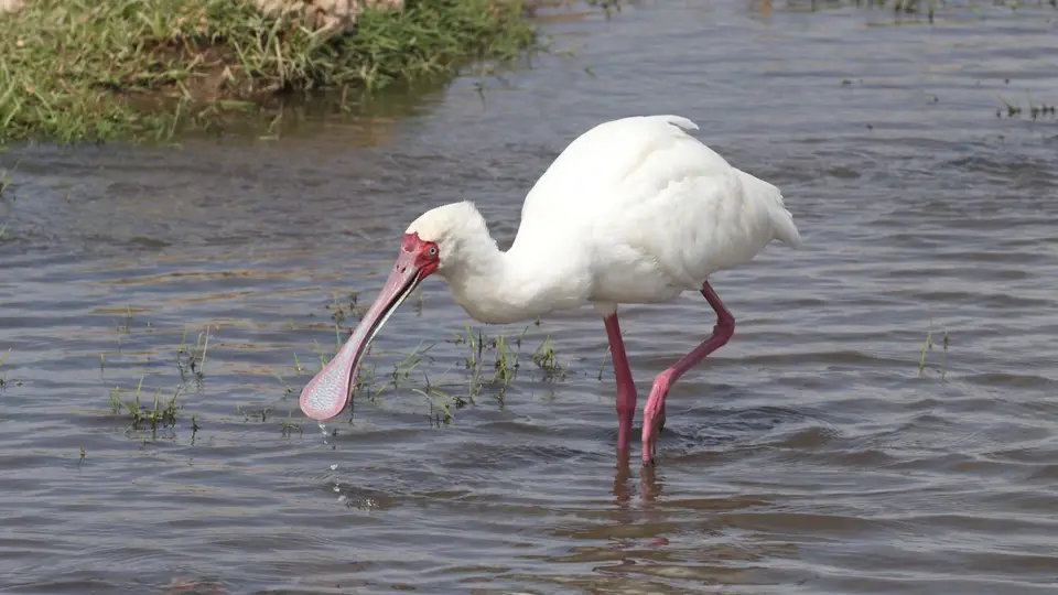 IMG_2538017.1AfricanSpoonbill.jpg