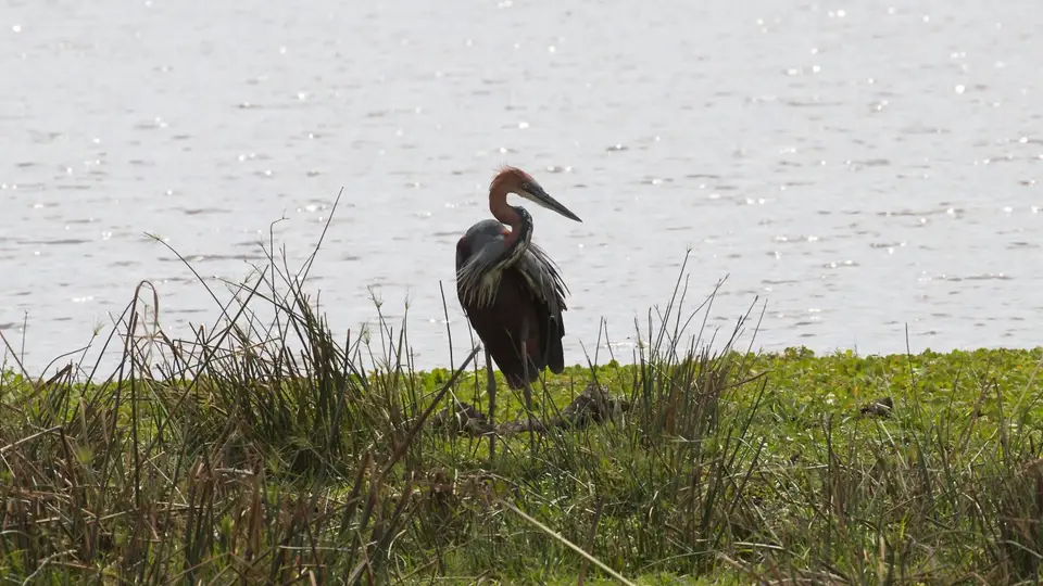 IMG_2558012.1GoliathHeron.jpg