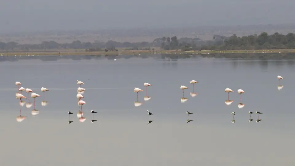 IMG_2625017.3LesserFlamingo.jpg