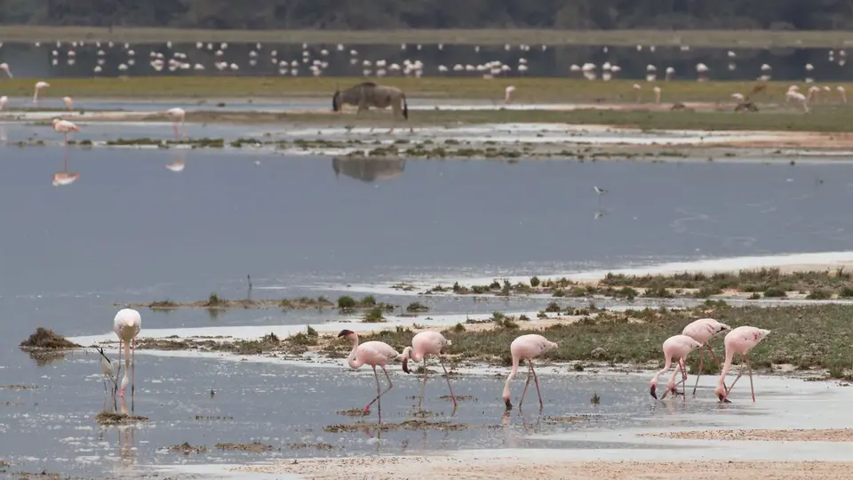 IMG_2629017.3LesserFlamingo.jpg