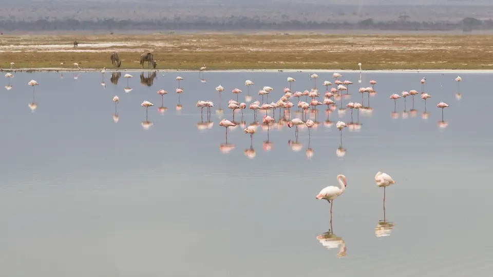 IMG_2653017.3LesserFlamingo.jpg