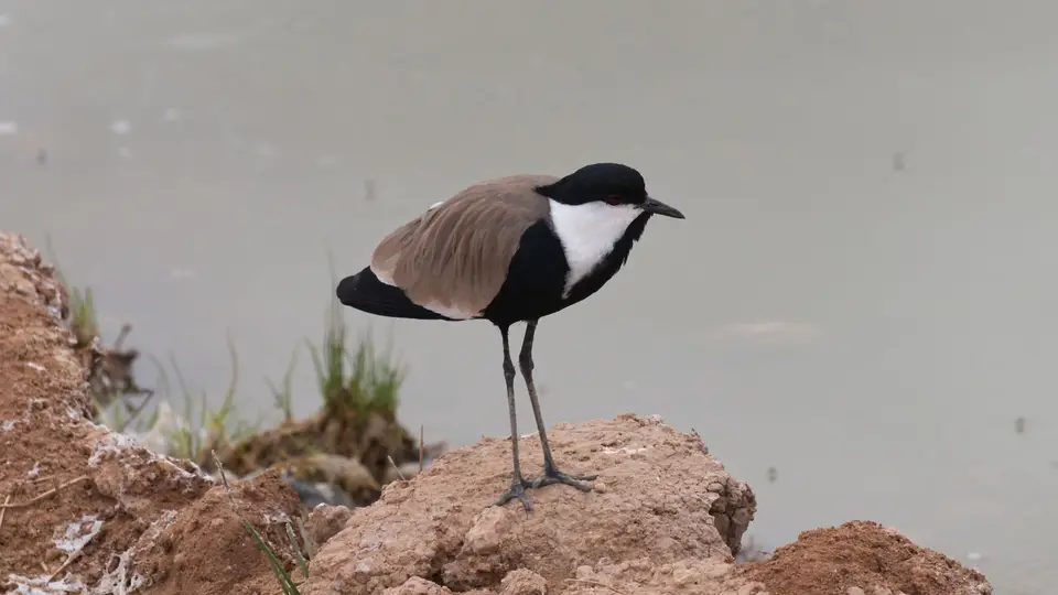 IMG_2710063.2Spur-wingedLapwing.jpg
