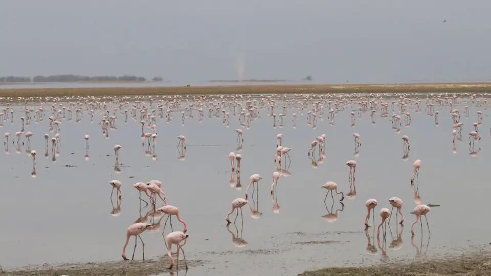 IMG_2716017.3LesserFlamingo.jpg