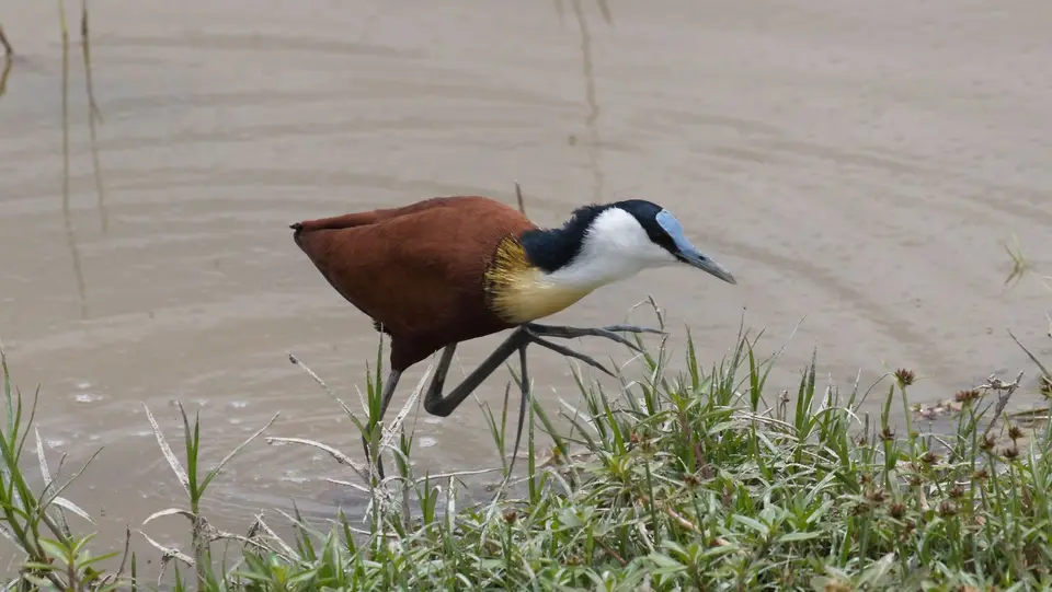 IMG_2779055.5AfricanJacana.jpg
