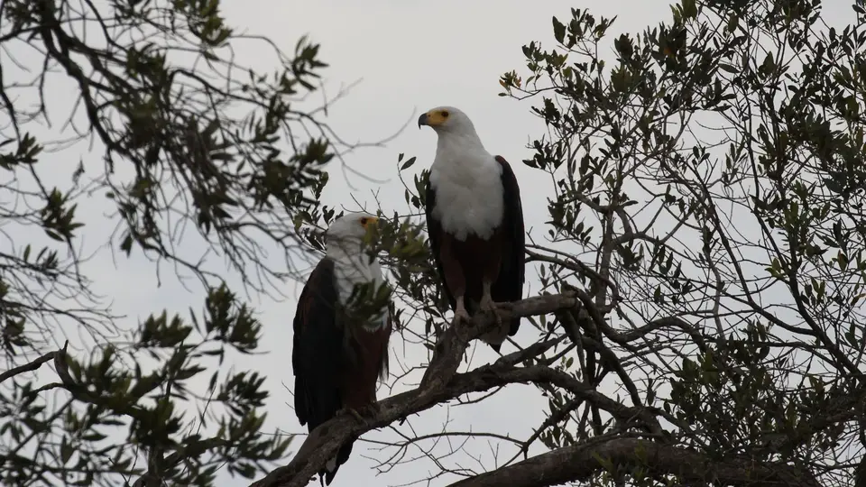 IMG_3120025.1AfricanFishEagle.jpg