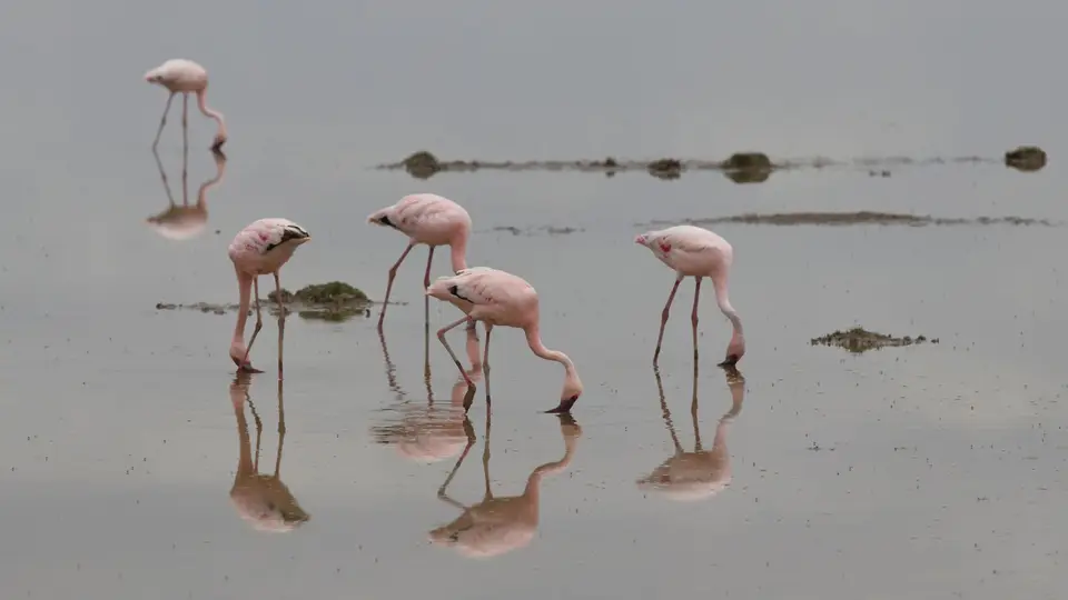 IMG_3484017.3LesserFlamingo.jpg